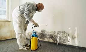 Why You Should Choose Our Mold Remediation Services in Texarkana, AR