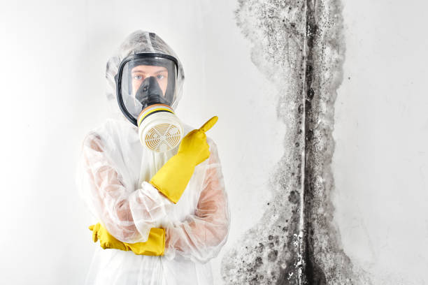 Trusted Texarkana, AR Mold Removal Services Experts